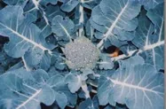 ブロッコリー【地植え】写真