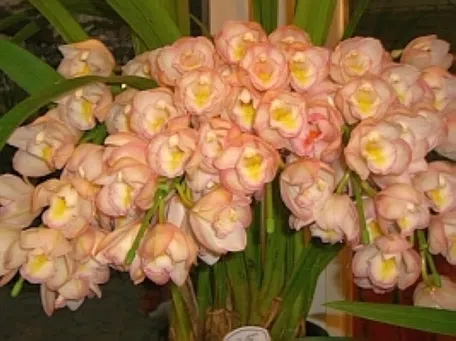 シンビジウムの育て方｜KINCHO園芸