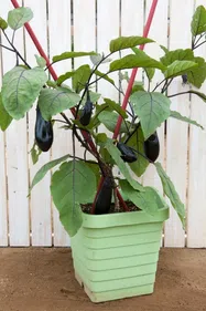 なす【鉢植え】写真