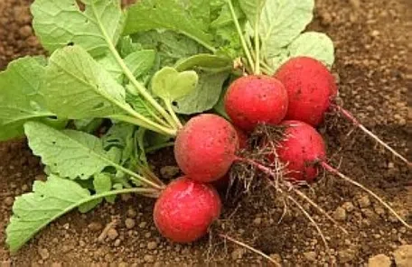 プロ直伝】ラディッシュ（地植え）の育て方｜間作に最適