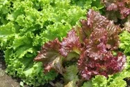 リーフレタス【地植え】写真