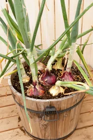たまねぎ【鉢植え】写真