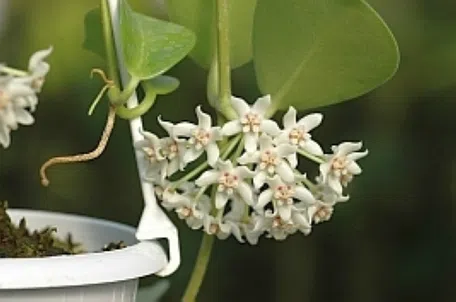 ホヤ属の育て方｜KINCHO園芸