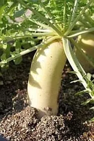 だいこん【地植え】写真