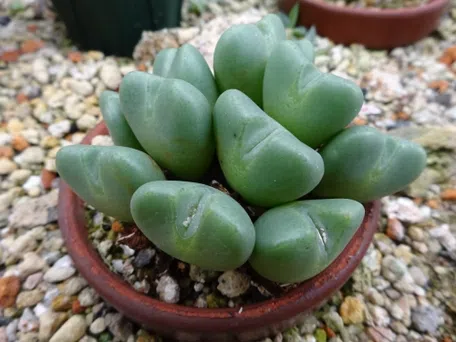 コノフィツムの育て方｜KINCHO園芸