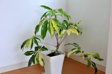 プロ直伝】ツピダンサスの育て方｜部屋のアクセントに