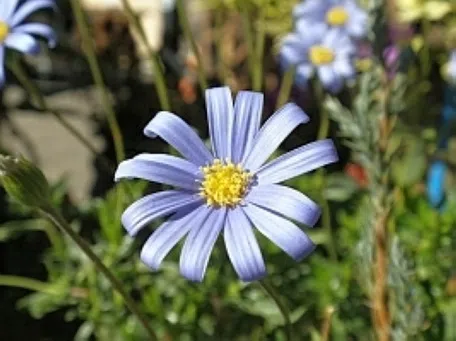 E☘️ブルーデージー苗☘️　❤抜き苗❤　選べるおまけつき　無農薬 E☘️ブルーデージー苗☘️ ❤抜き苗❤ 選べるおまけつき 無農薬 ブルー