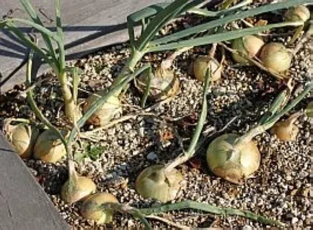 おいしいタマネギの栽培方法|種から育てるなら おいしいタマネギの栽培方法|種から育てるなら