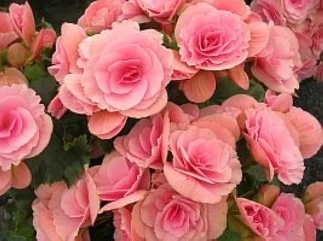 プロ監修】エラチオールベコニアの育て方。綺麗な花の咲かせ方は？