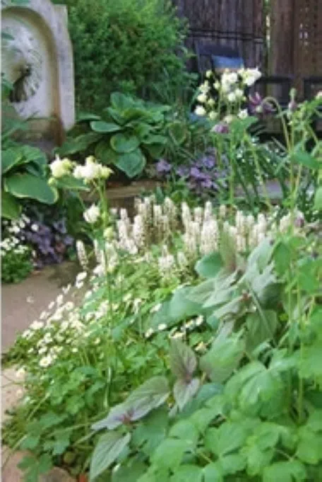 西洋オダマキ ミニミニ苗 こちらで選んで順次発送 西洋オダマキ