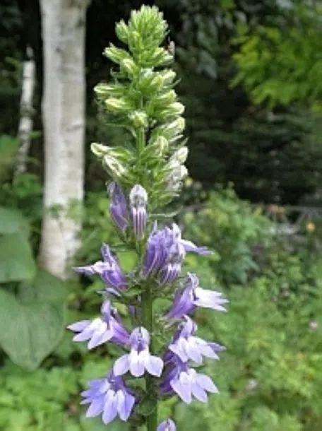 サワキキョウ4鉢