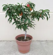 もも【鉢植え】写真
