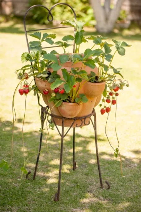 echidna fruit pot エアープランツプランター苺