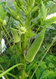 オクラ【地植え】写真