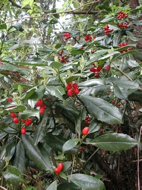 アオキの育て方｜KINCHO園芸