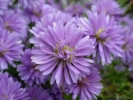 秋に咲く宿根ラベンダー色アスター30株以上鉢植え 庭づくり】植えて