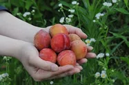 すもも【地植え】写真