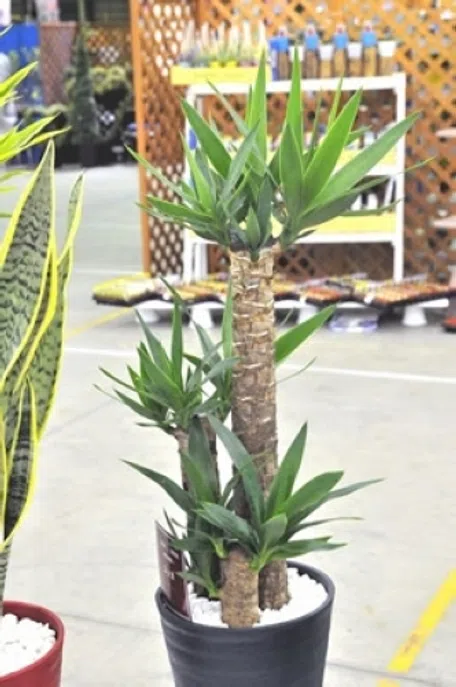 約4年育成・健康株！ユッカ属 大型ロゼット 約4年育成・健康株！ユッカ属 大型ロゼット