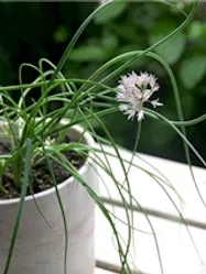 チャイブ【地植え】写真