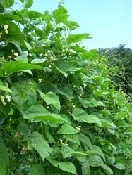 つるありインゲン【地植え】写真