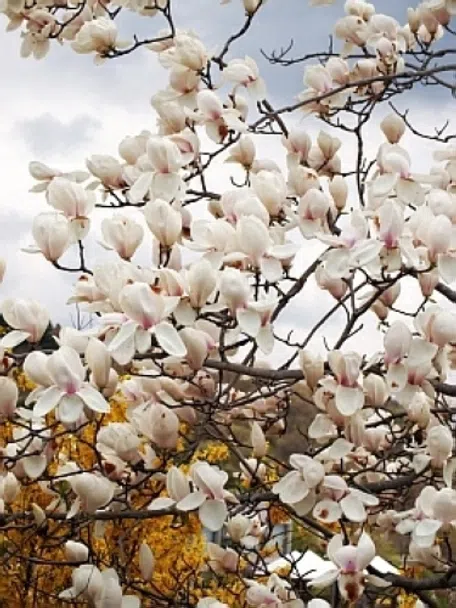 マグノリアの育て方｜KINCHO園芸