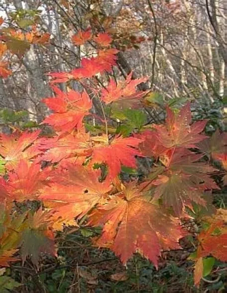 モミジ （紅葉しているのはモミジ？それともカエデ？ ふたつの