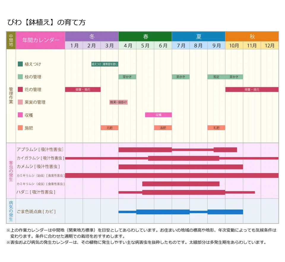 プロ監修】ビワ（鉢植え）の育て方｜家庭でも大きな果実を収穫