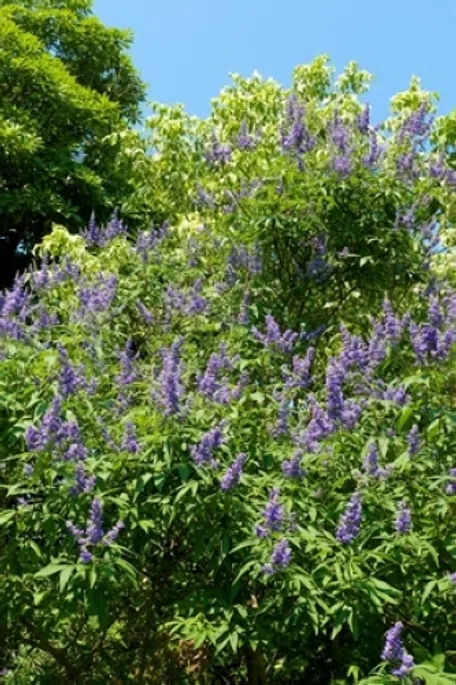 チョウセンニンジン木 苗木 チョウセンニンジン - 山野草・高山植物の