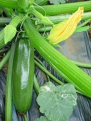 ズッキーニ【地植え】写真
