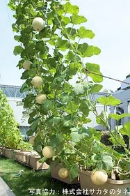 ミニメロン【地植え】写真