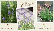 ラベンダー写真