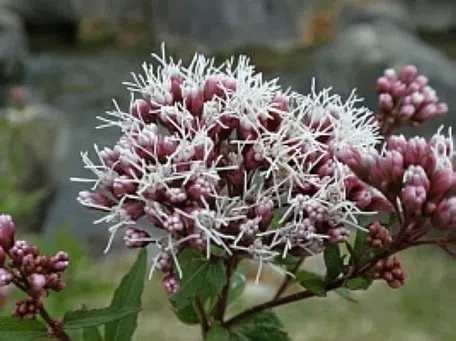 ☘️フジバカマ5苗☘️ ❤抜き苗❤ 選べるおまけつき 無農薬 フジバカマ苗