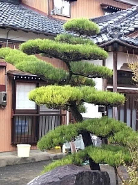 松の木の成木 【公式通販】