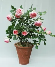 つるバラ(鉢植え)写真