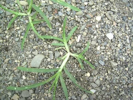 オヒシバの駆除方法は？KINCHO園芸の雑草ナビ