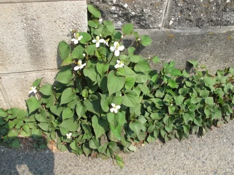 ドクダミの駆除方法は？KINCHO園芸の雑草ナビ