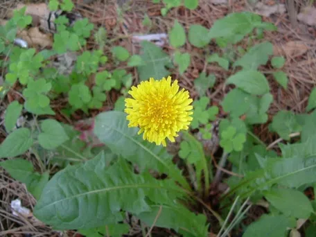 タンポポ　フォロー割 タンポポのなかま｜KINCHO園芸