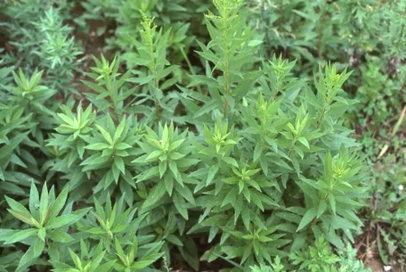 動く雑草 10月、道端の雑草｜haruka