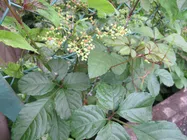 ヤブガラシの駆除方法は？｜KINCHO園芸の雑草ナビ