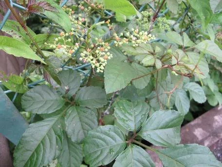 S-1595 S-1588 やぶがらし ヤブガラシ／やぶがらし／藪枯 - 庭木図鑑 植木ペディア