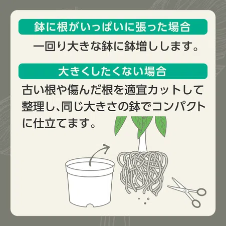 MY PLANTS 健やかに育てるソイル 観葉植物用｜KINCHO園芸