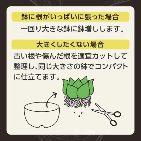 MY PLANTS 健やかに育てるソイル アガベ・多肉植物・塊根植物用