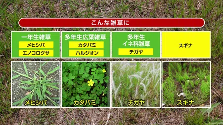Amazon | 住友化学園芸 除草剤 草退治E粒剤 3kg 強力 持続 最大
