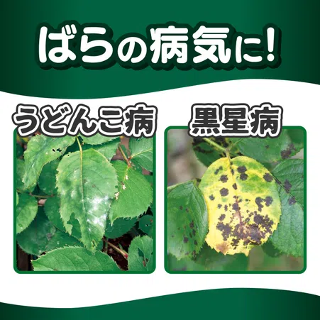 マイローズ ベニカBT殺菌粒剤｜KINCHO園芸