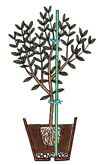 植え 地 オリーブ 木 の オリーブへの肥料のやり方、時期について