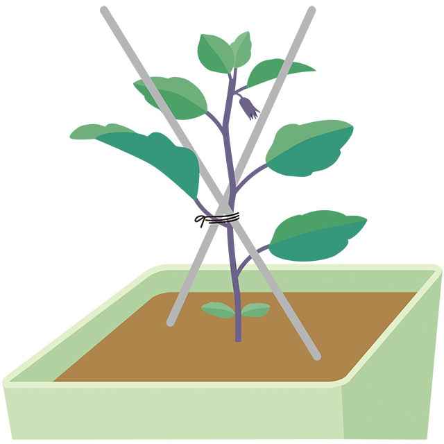 準備と植えつけ なす 鉢植え の育て方 住友化学園芸