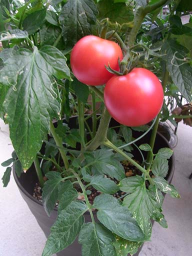 初めての方にもおすすめ ミニトマト 鉢植え の育て方