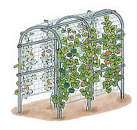 準備と植えつけ 空中栽培もできる ミニカボチャの育て方 住友化学園芸
