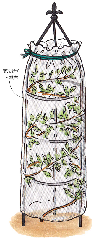 害虫 病気対策 クレマチス 旧枝咲き の育て方 住友化学園芸