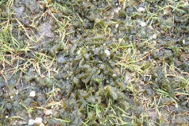 イシクラゲ（藻類）